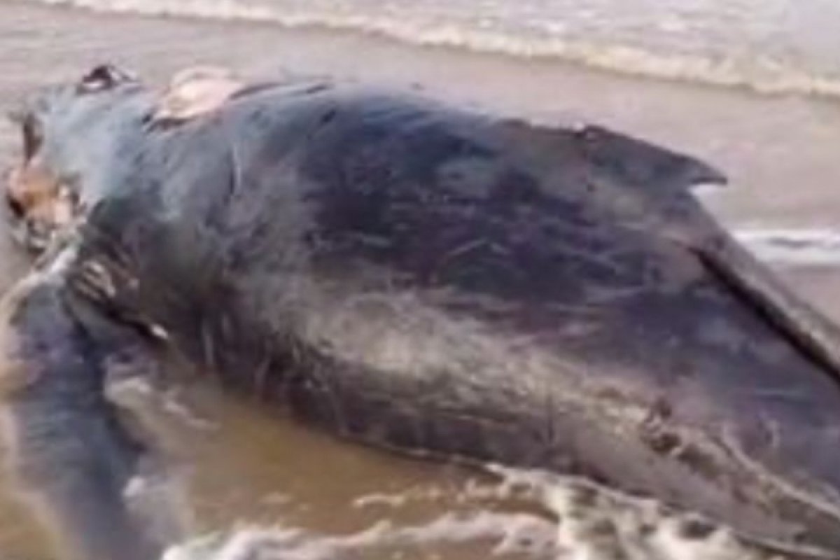 Filhote de baleia jubarte é encontrado morto em praia de Ilhéus, no sul da Bahia