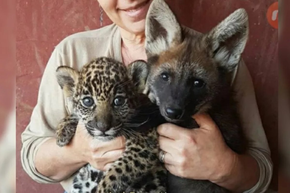 Instituto Onça Pintada é autuado pelo Ibama após morte de 72 animais