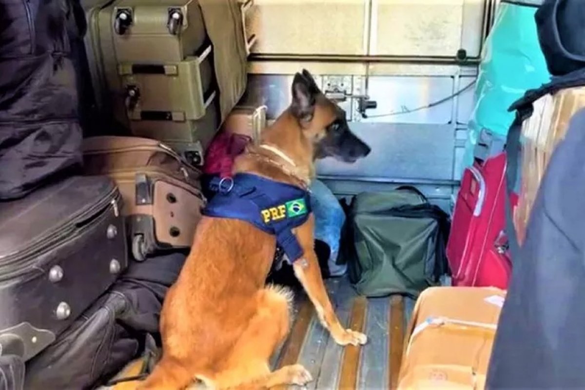 Jovem é preso após ser flagrado transportando 25 kg de maconha em ônibus interestadual na Bahia