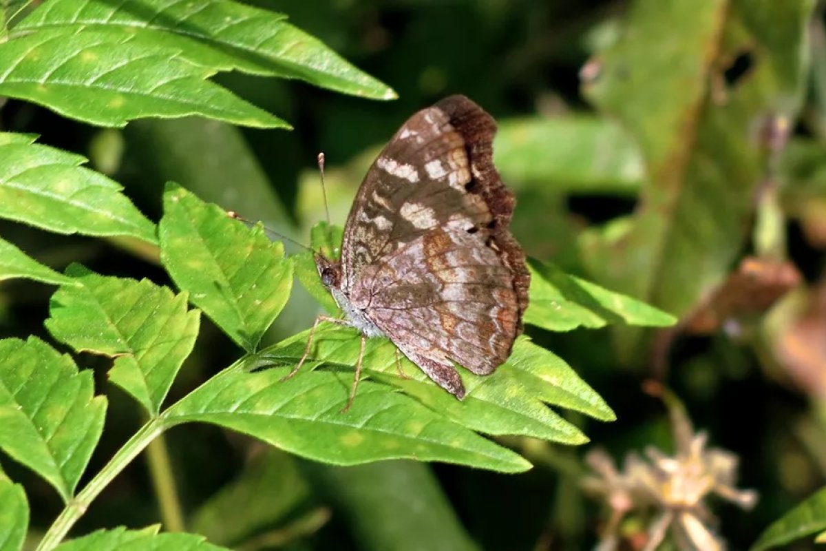 Biodiversidade de insetos no Brasil está em tendência de queda, aponta estudo