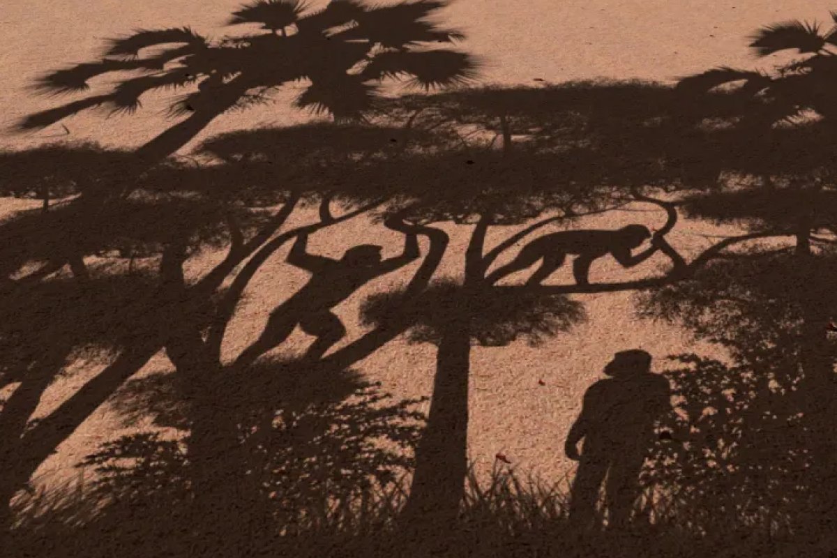 Ancestrais de 7 milhões de anos já andavam sobre duas pernas, aponta estudo