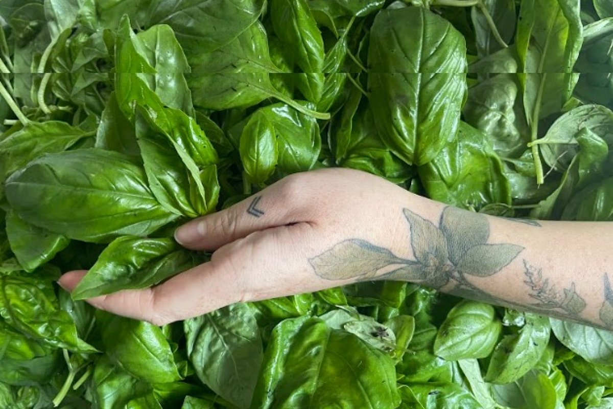 Manjericão: muito mais do que sabor marcante, erva aromática possui propriedades medicinais!