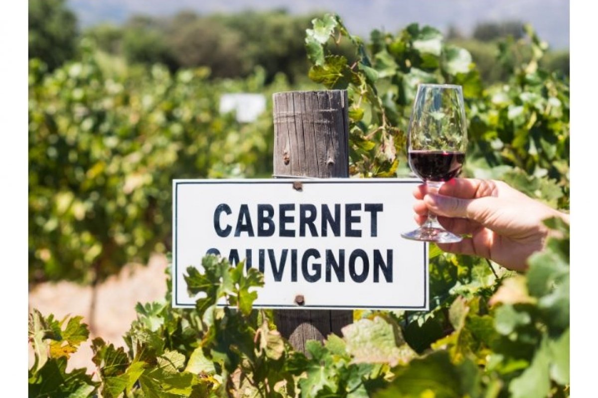 Cabernet Sauvignon: a uva tinta mais bem-sucedida do mundo!