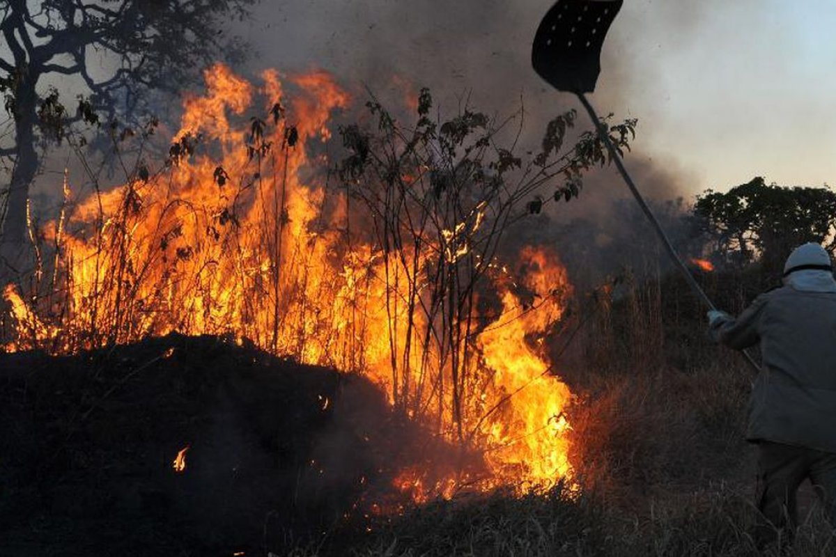 Amazônia registra pior agosto de queimadas em uma década