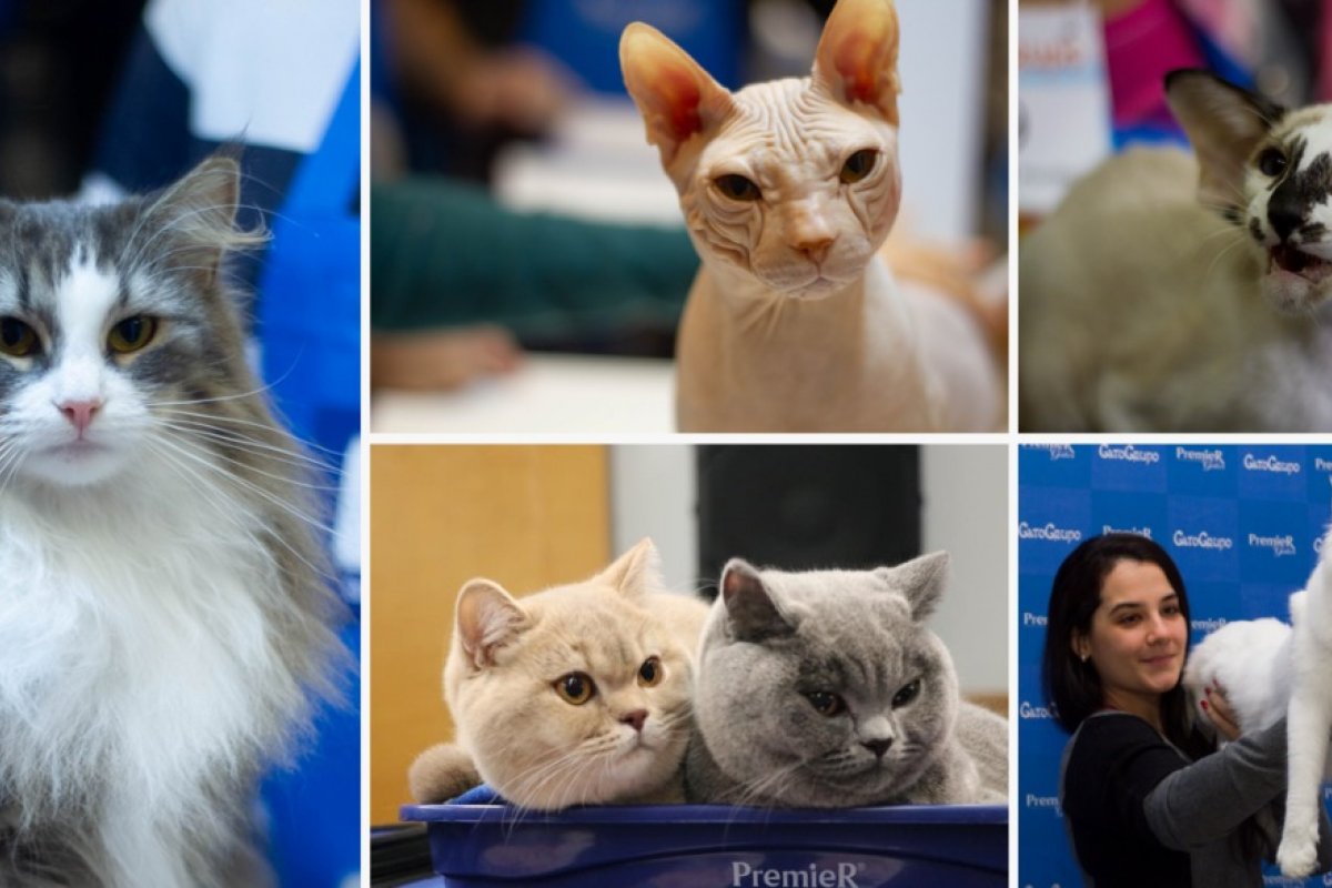 Salvador recebe maior evento felino do Norte-Nordeste neste final de semana