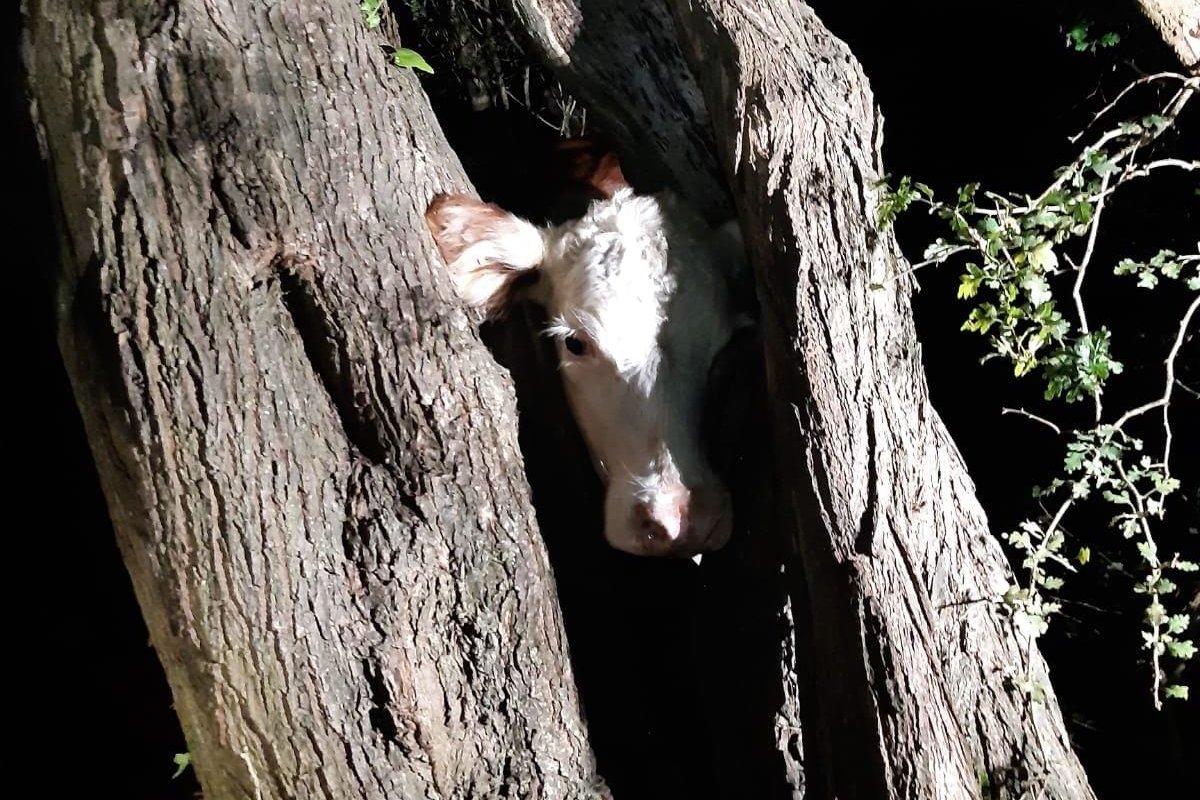 Vaca fica com cabeça presa em árvore e é resgatada por bombeiros