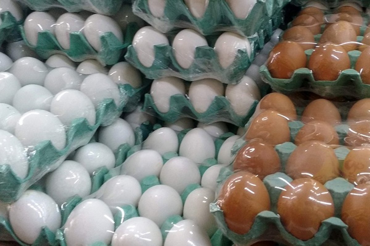Bahia bate recorde de produção de ovos no 2° trimestre de 2022, diz IBGE