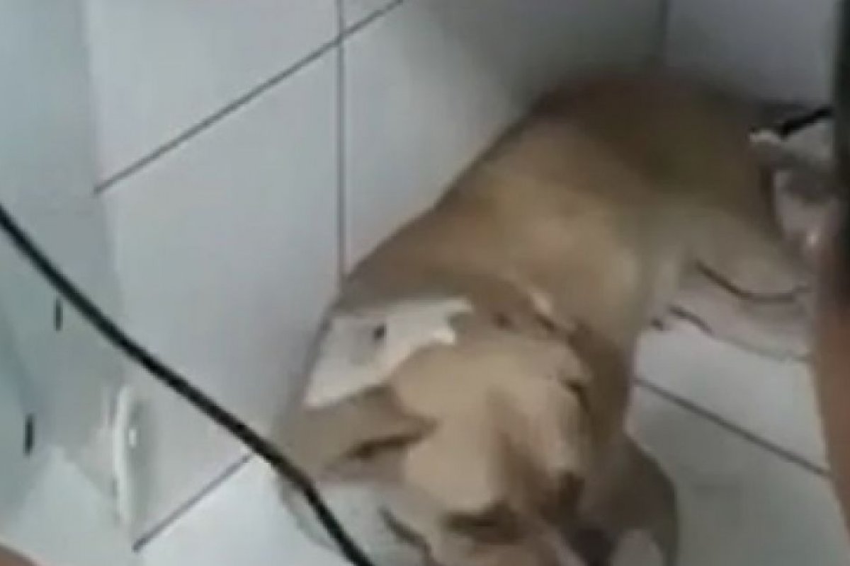 Cadela Pitbull é atingida por cinco tiros desferidos por PM no sul da Bahia