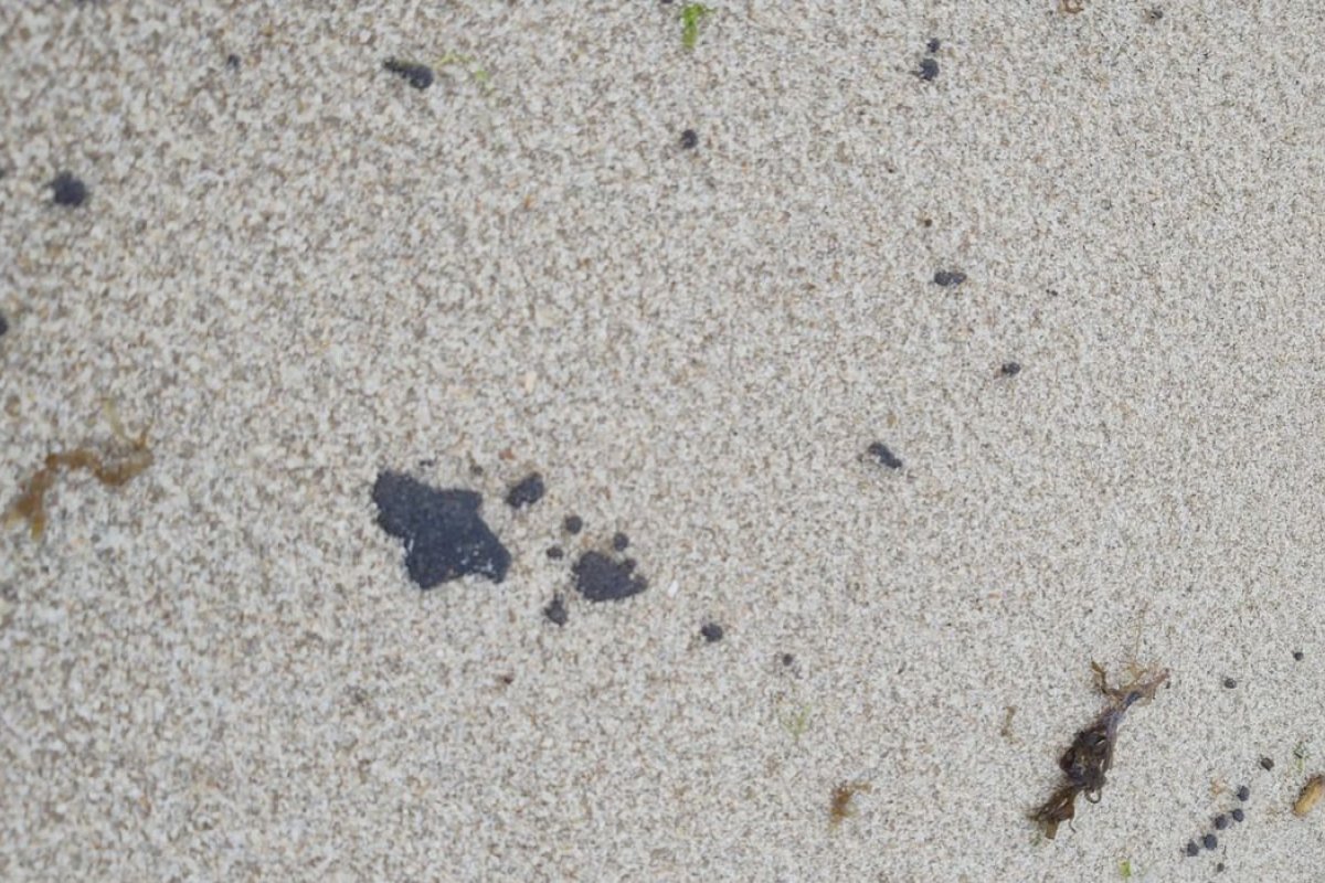 Análises de laboratórios mostram que óleo em praias não tem relação com o desastre de 2019