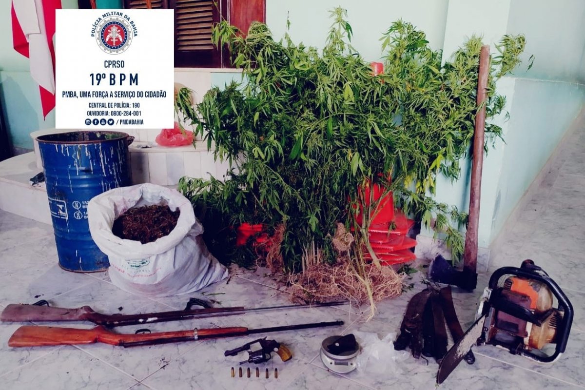 Plantação com 1.500 pés de maconha é erradicada em Cravolândia (BA)