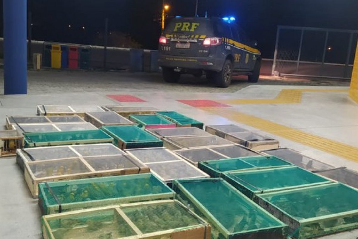 PRF resgata 848 aves silvestres na BR 110, em Jeremoabo