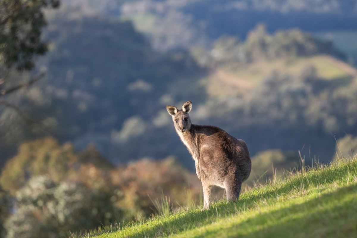Idoso morre na Austrália após ataque de canguru de estimação