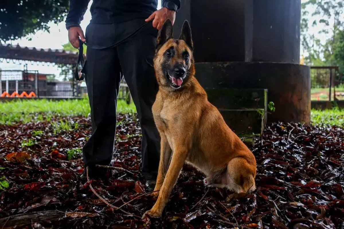 Polícia alemã prende 3 suspeitos de planejar ataque terrorista