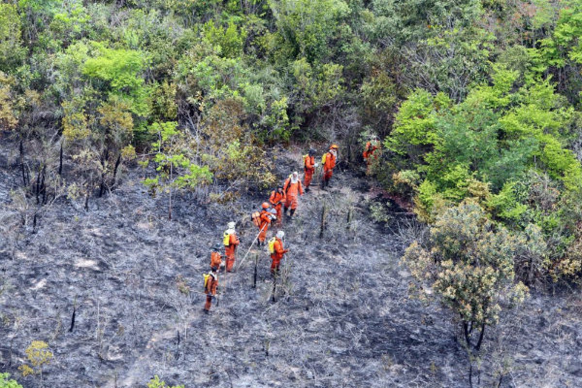 Incêndio florestal na Chapada Diamantina é controlado por bombeiros