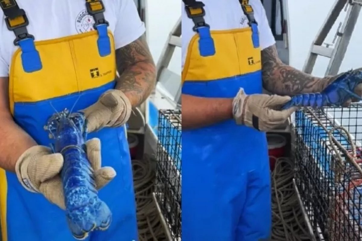 Pela segunda vez, pescador encontra rara lagosta azul nos Estados Unidos