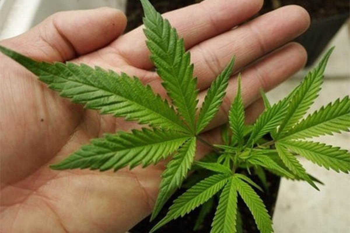 Mulher flagrada com maconha tem sentença anulada pelo STF