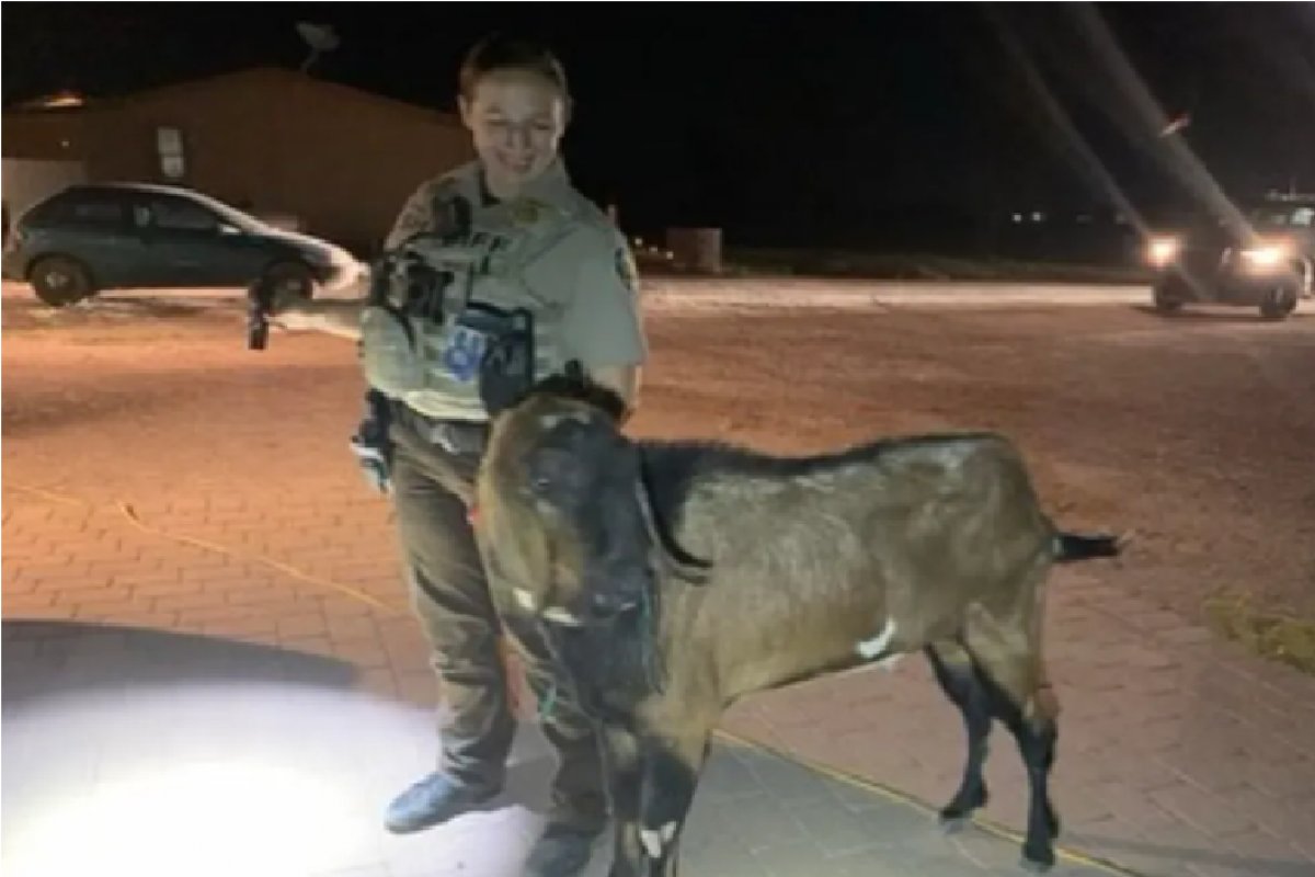 Bode é preso nos EUA após perseguir carro, urinar em policiais e danificar garagem