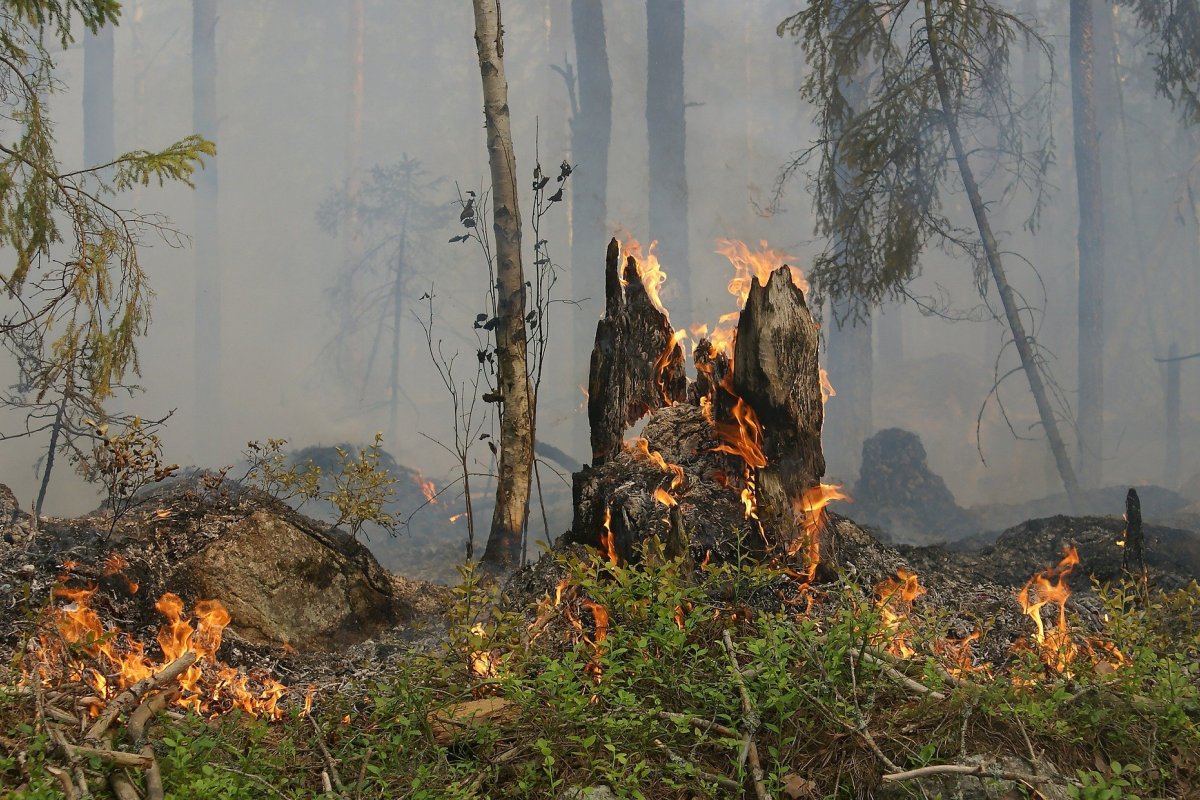 Número de queimadas na Amazônia este ano, é maior que o mesmo período do ano passado
