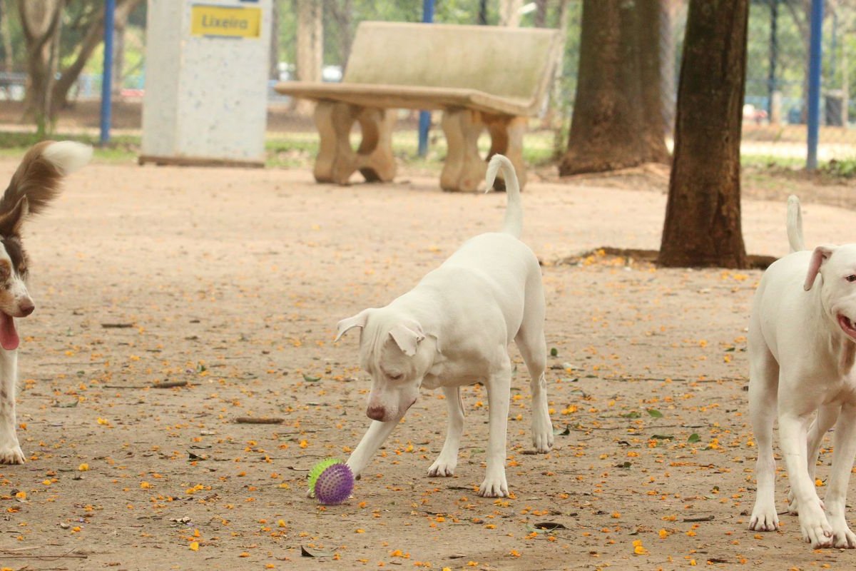 Cresce lista de petiscos contaminados com substância relacionada à morte de cães