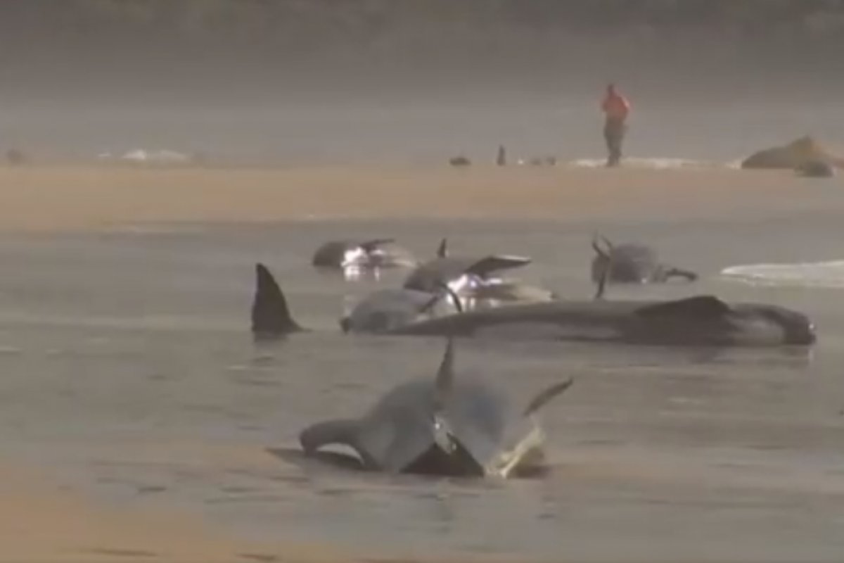 Quase 200 baleias morrem após encalhe em praia na Tasmânia