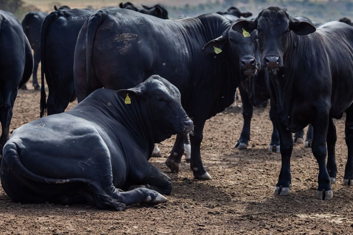Rebanho bovino na Bahia alcança 11,8 milhões de animais, diz pesquisa