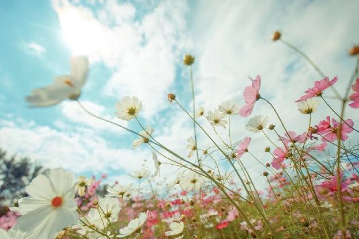 Equinócio de primavera começa oficialmente nesta quinta-feira (22)