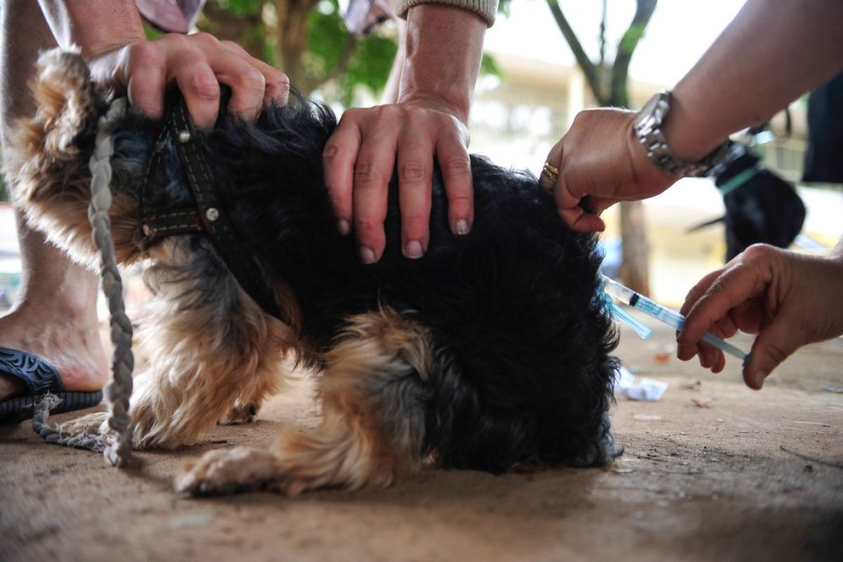 Salvador: campanha de vacinação antirrábica termina na próxima sexta-feira (30)