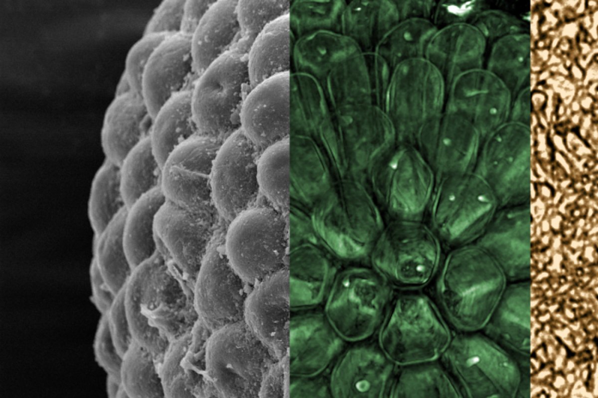 Fóssil de 541 milhões de anos é de alga mais antiga preservada em três dimensões
