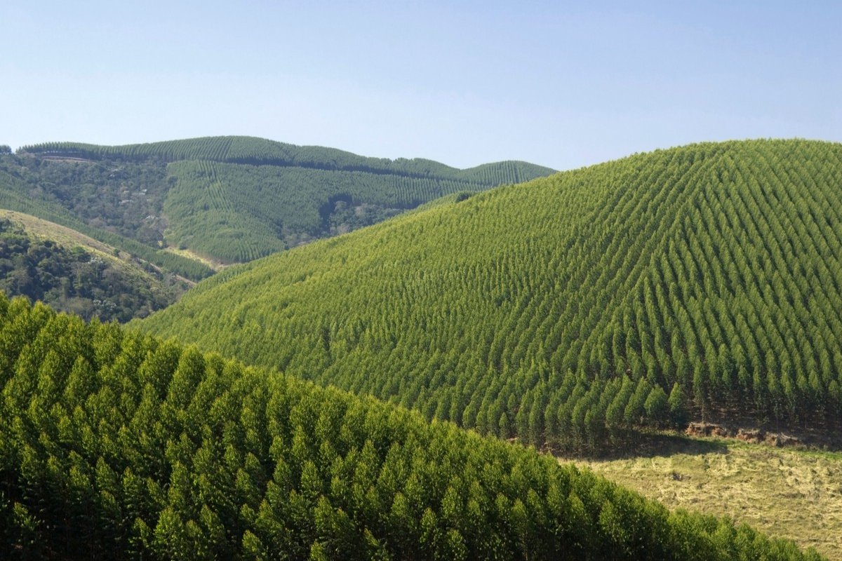 Florestas plantadas no Brasil ocupam 9,5 milhões de hectares, divulga IBGE