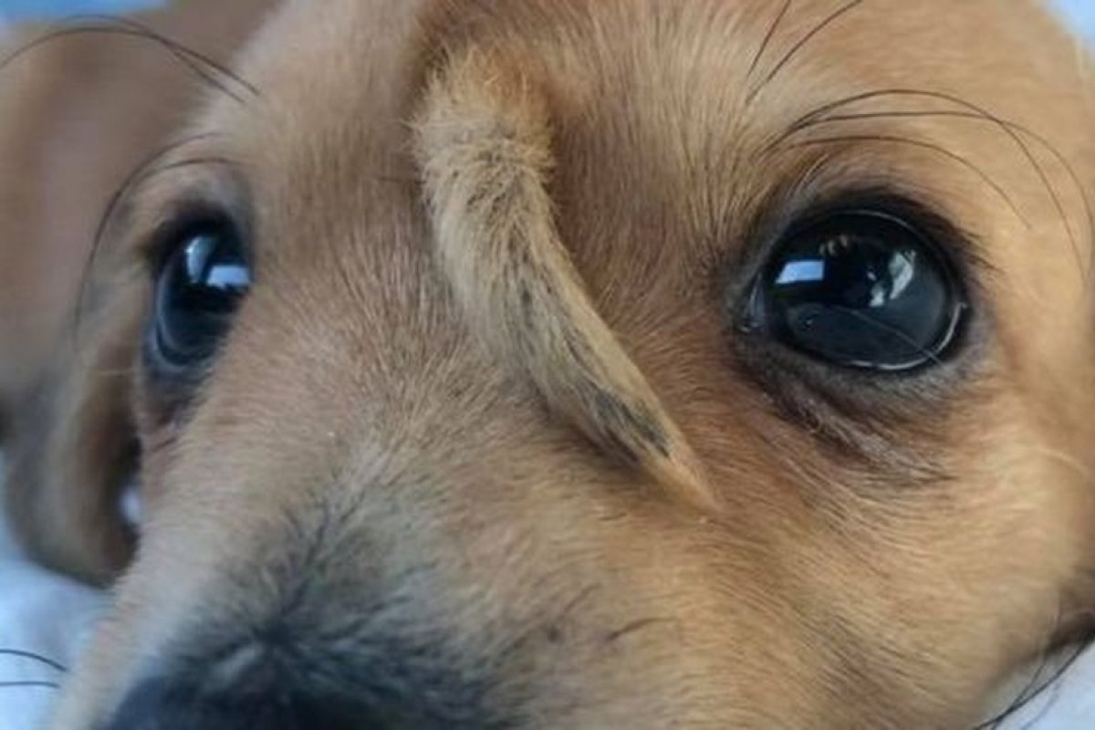 Filhote de cão com rabo na testa é resgatado nos EUA