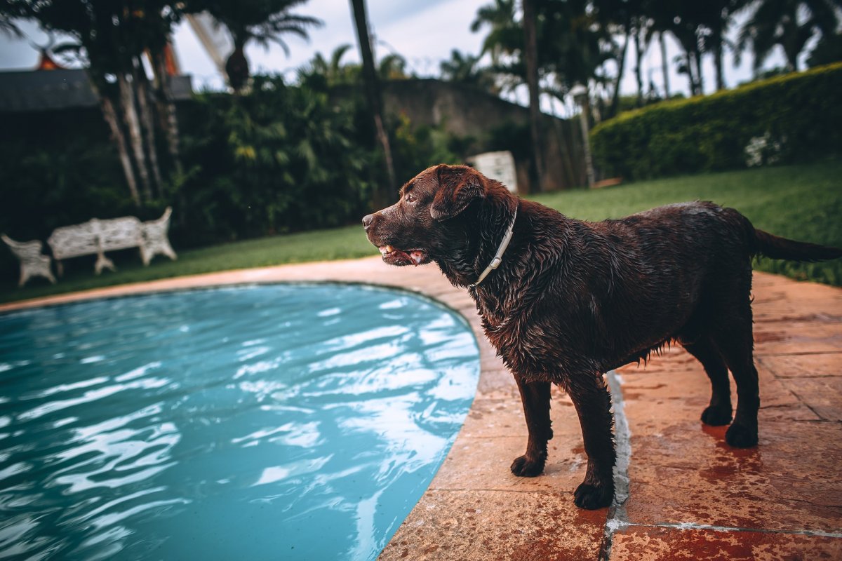 5 fatores a considerar na hora de escolher um hotel pet friendly!