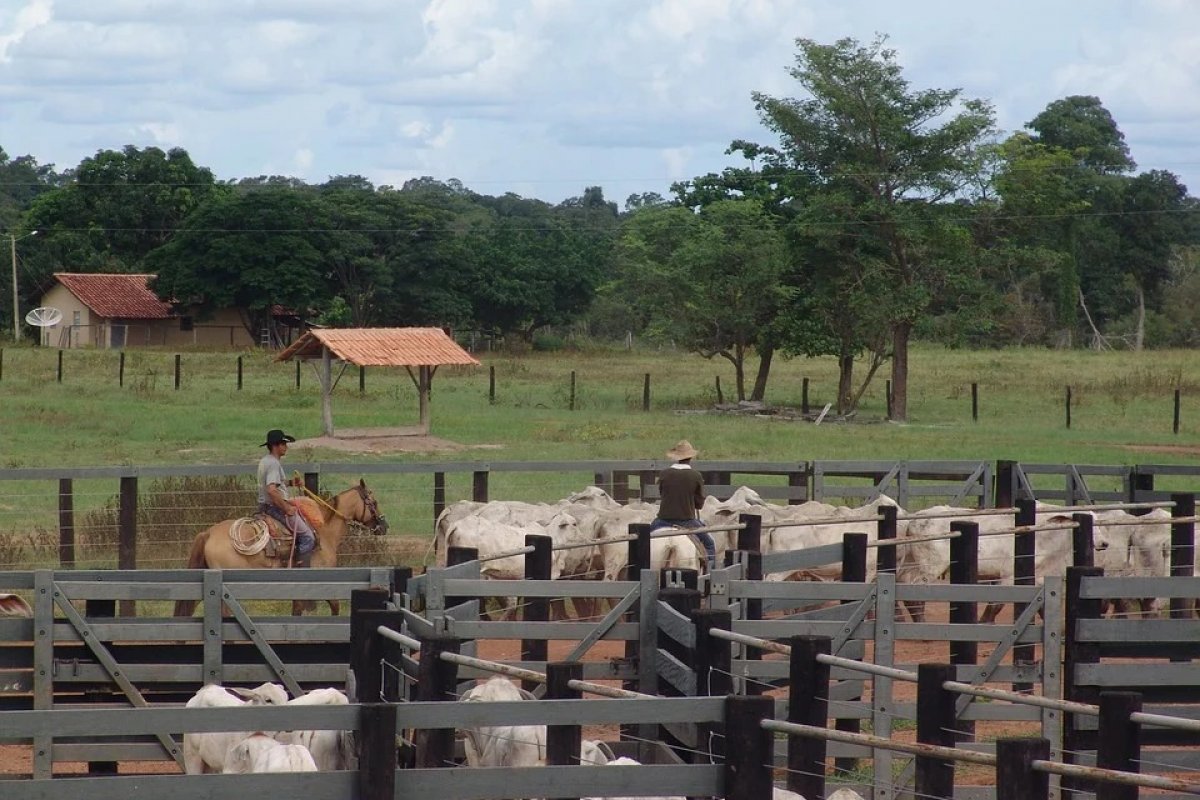 IBGE: rebanho bovino bate recorde em 2021 e chega a 224,6 milhões de cabeças
