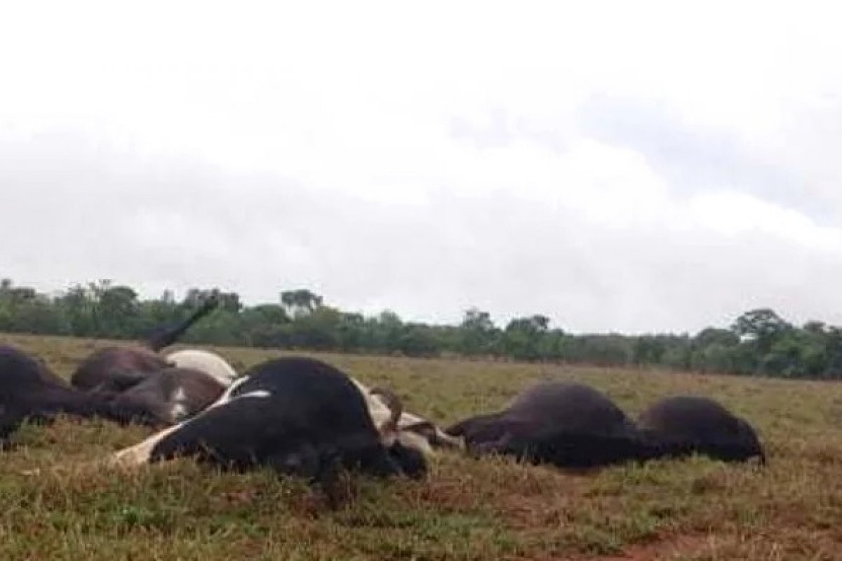Oito vacas são mortas e têm carne levada no interior da Bahia