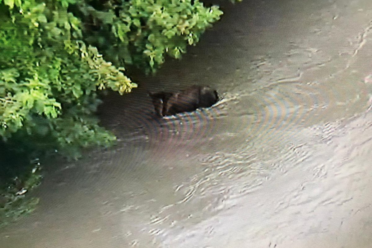 Cavalo cai em córrego na Boca do Rio