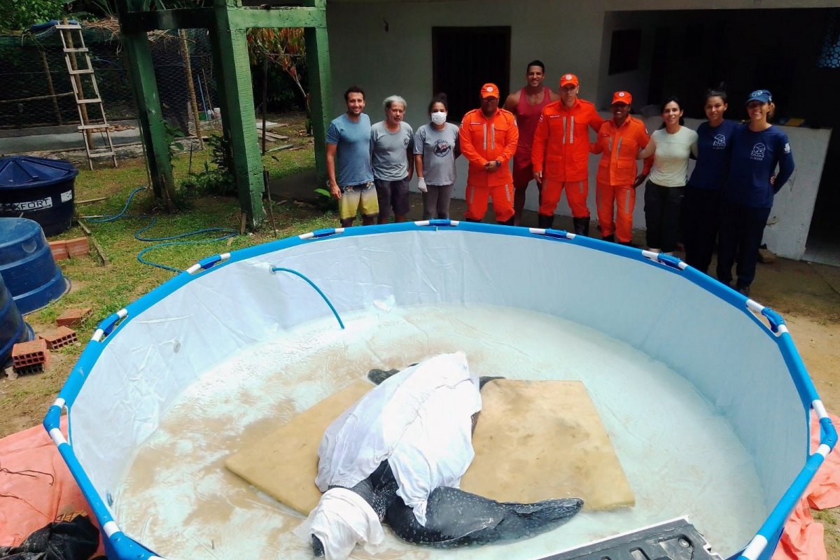 Corpo de Bombeiros resgata tartaruga encalhada em praia de Ilhéus (BA)