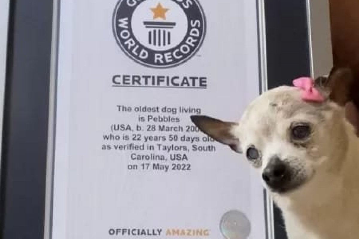 Cão mais velho do mundo morre nos EUA, aos 22 anos