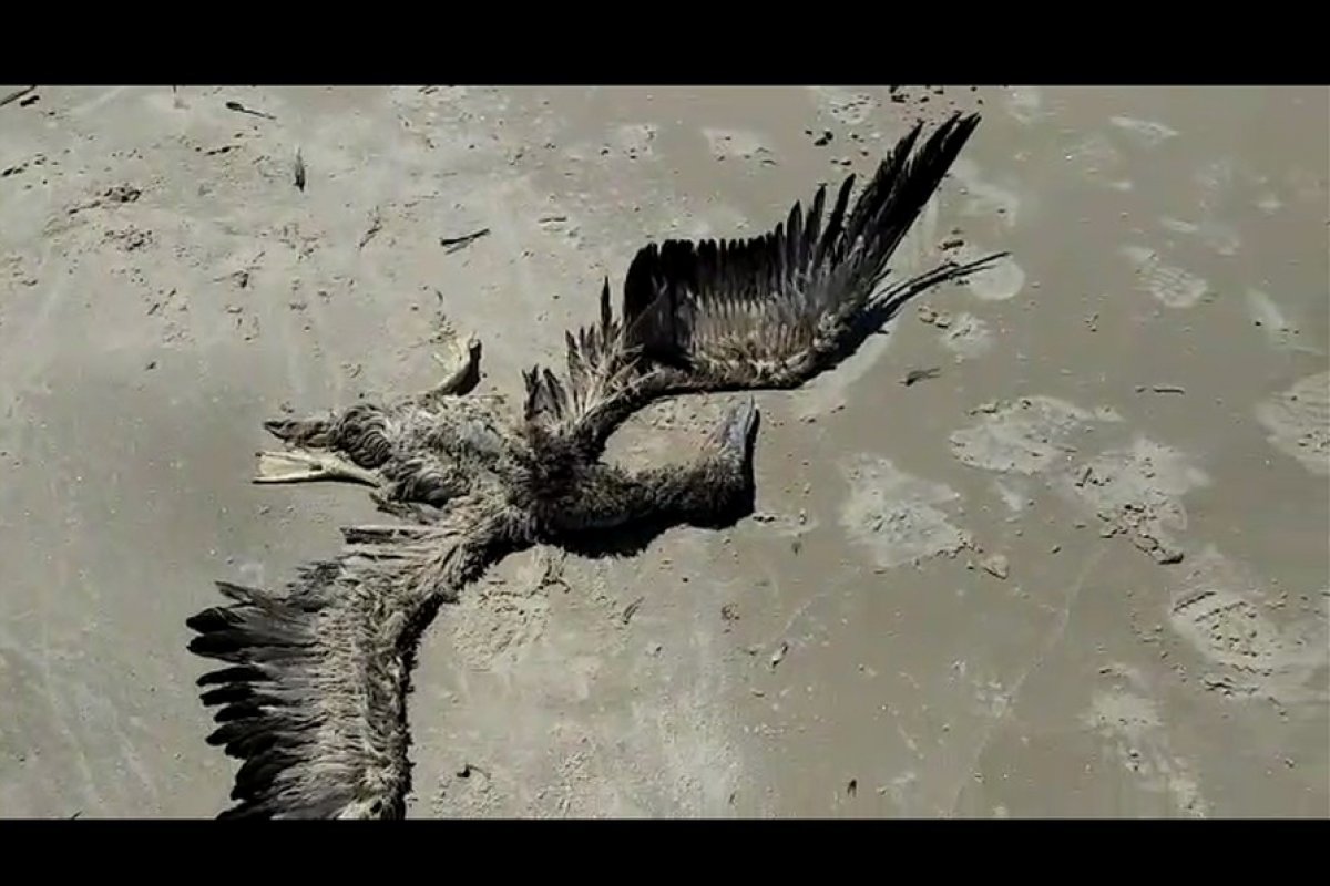 Ave da espécie 'Atobá-Marrom' é achada morta em praia de Ilhéus, sul da Bahia