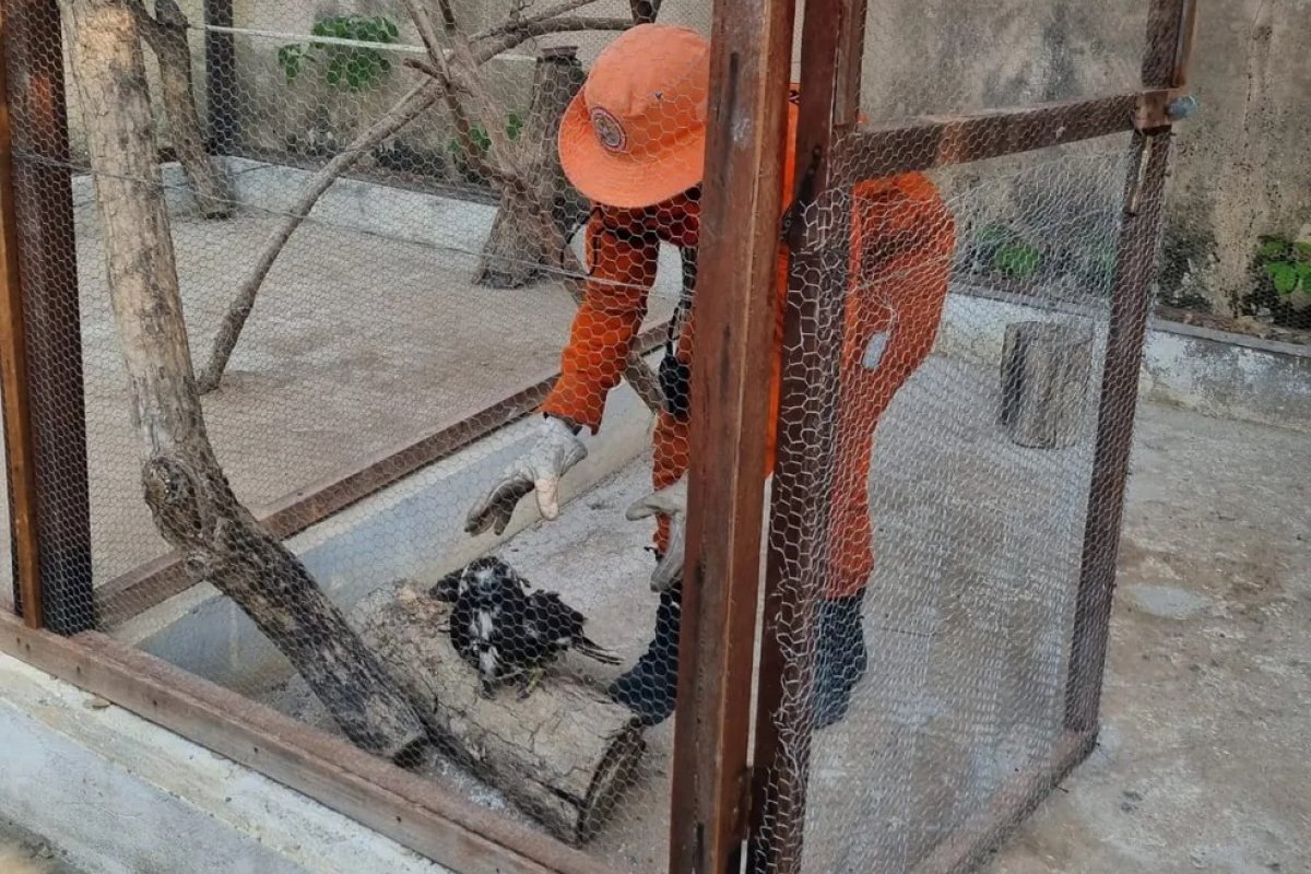 Gavião é resgatado após incêndio em floresta no oeste da Bahia