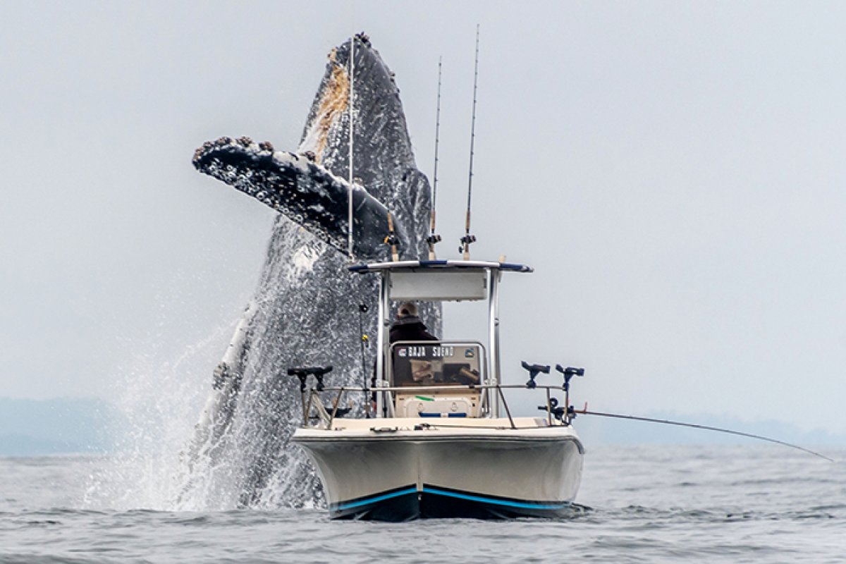 Vídeo: baleia jubarte gigante é registrada emergindo do oceano, na Califórnia
