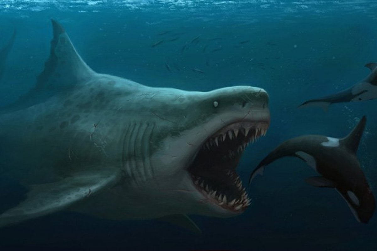 Dente gigante de megalodonte é encontrado no Oceano Pacífico