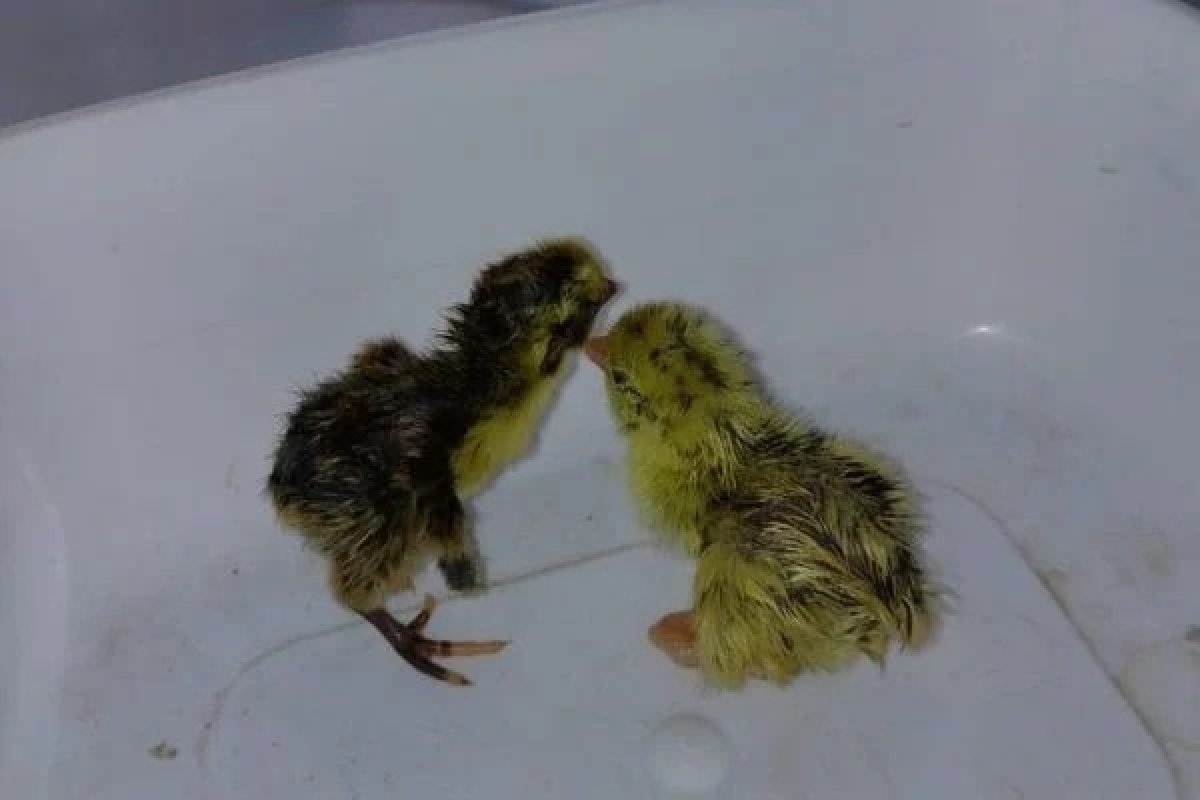 Vídeo: Quatro codornas nascem em prateleira de mercado no Piauí