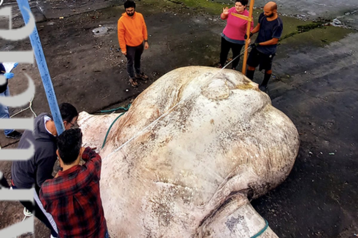 Peixe-lua de 2,7 toneladas aparece em Portugal e é tido como o maior do mundo