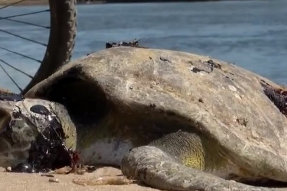 Pescador encontra tartaruga morta com manchas de óleo