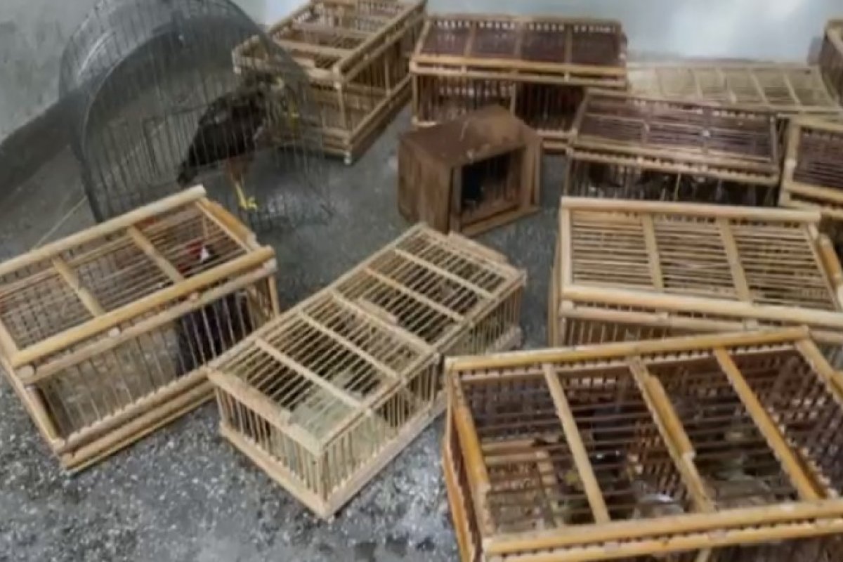 Vídeo: Polícia Militar resgata 32 aves silvestres em Salvador