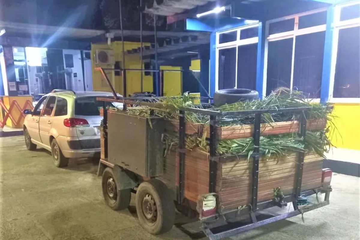 PRF apreende 2 mil caranguejos transportados de forma irregular no extremo sul da Bahia