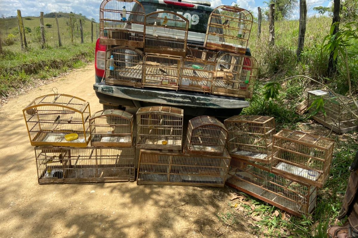 36 aves silvestres são resgatadas em Ibicuí e Caatiba