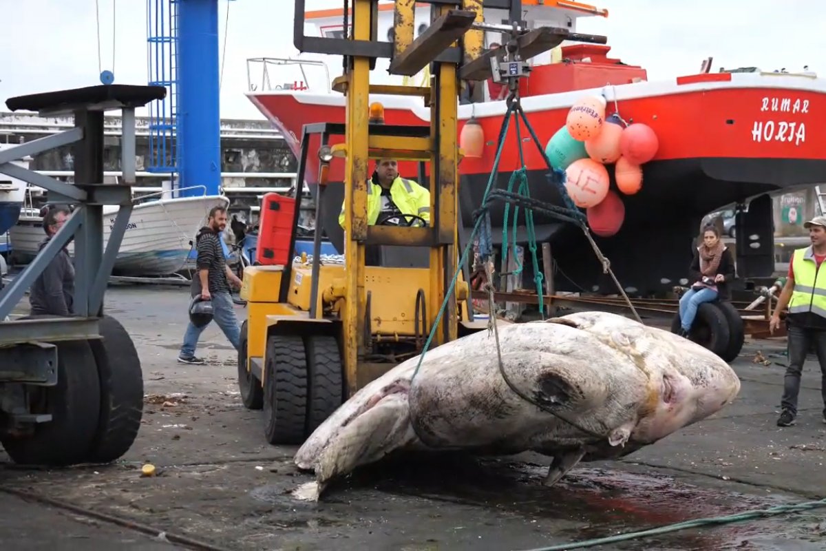 Maior peixe ósseo já registrado pela ciência é encontrado em Portugal