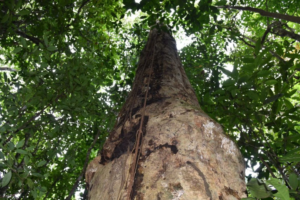 Pesquisadores baianos descobrem única espécie de árvore gigante de gênero raro