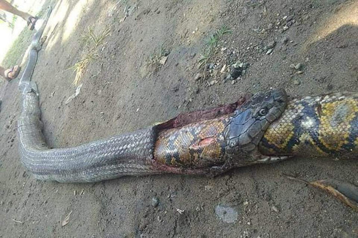 Moradores das Filipinas matam cobra enorme que estava engolindo outra
