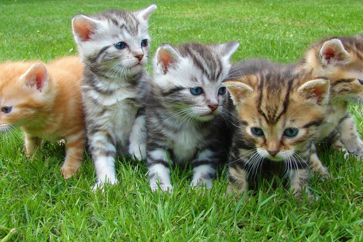 Gatos podem aliviar estresse de estudantes universitários, aponta estudo